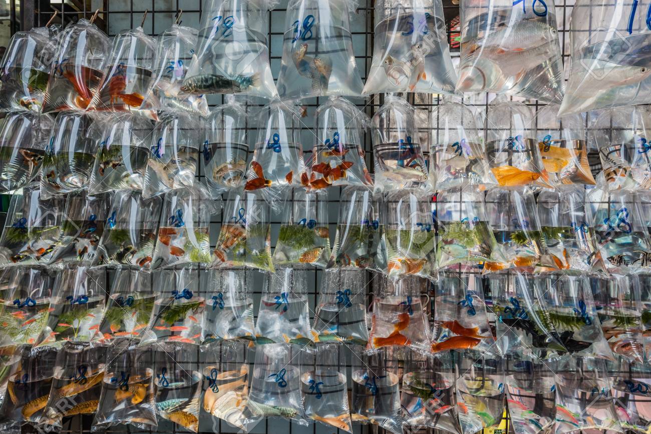 金魚市場香港の旺角カオルーン の写真素材 画像素材 Image