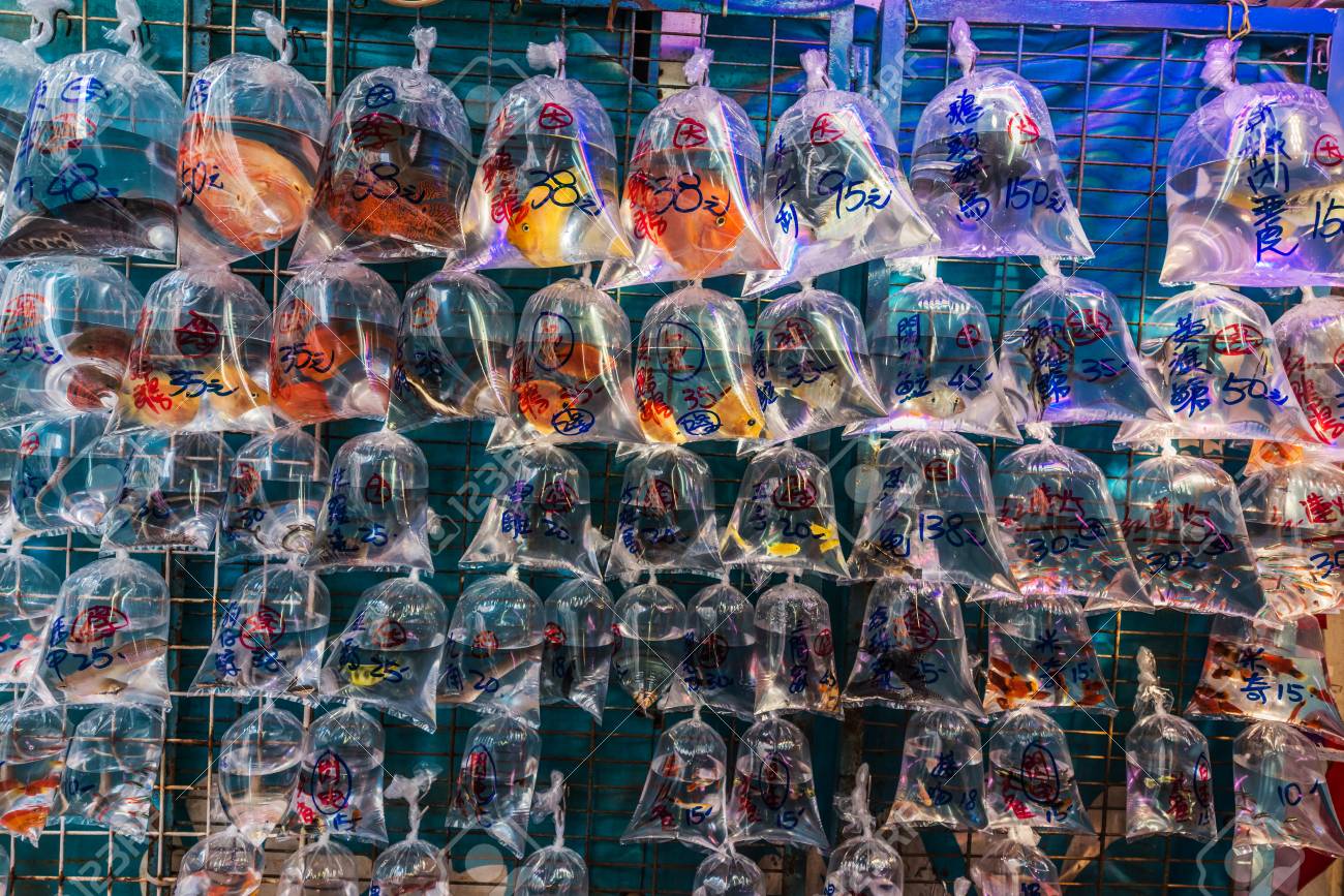 金魚市場香港の旺角カオルーン の写真素材 画像素材 Image