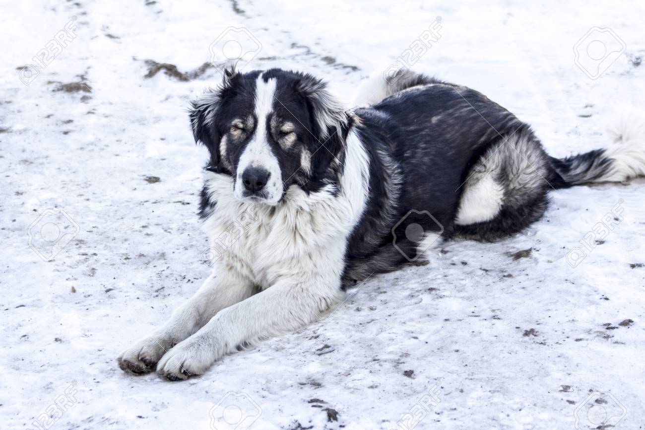 中央アジアの羊飼いの犬は 彼の顔に雪で冬の寒い日に外に座っては の写真素材 画像素材 Image 中央アジアの羊飼いの犬は 彼の顔に雪で冬の寒い日に外に座っては の写真素材 画像素材 Image