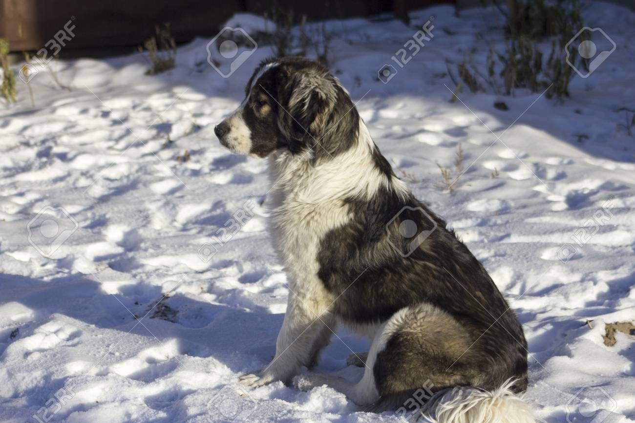 航海の 隣接する シャープ 犬 冬 外 Georgechambersresourcecenter Org