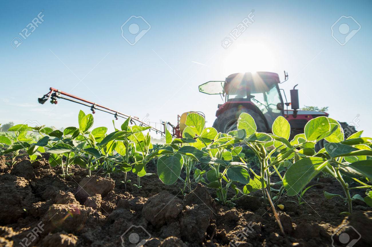 Tractor spraying soybean crops with pesticides and herbicides - 52263807 Tractor spraying soybean crops with pesticides and herbicides - 52263807