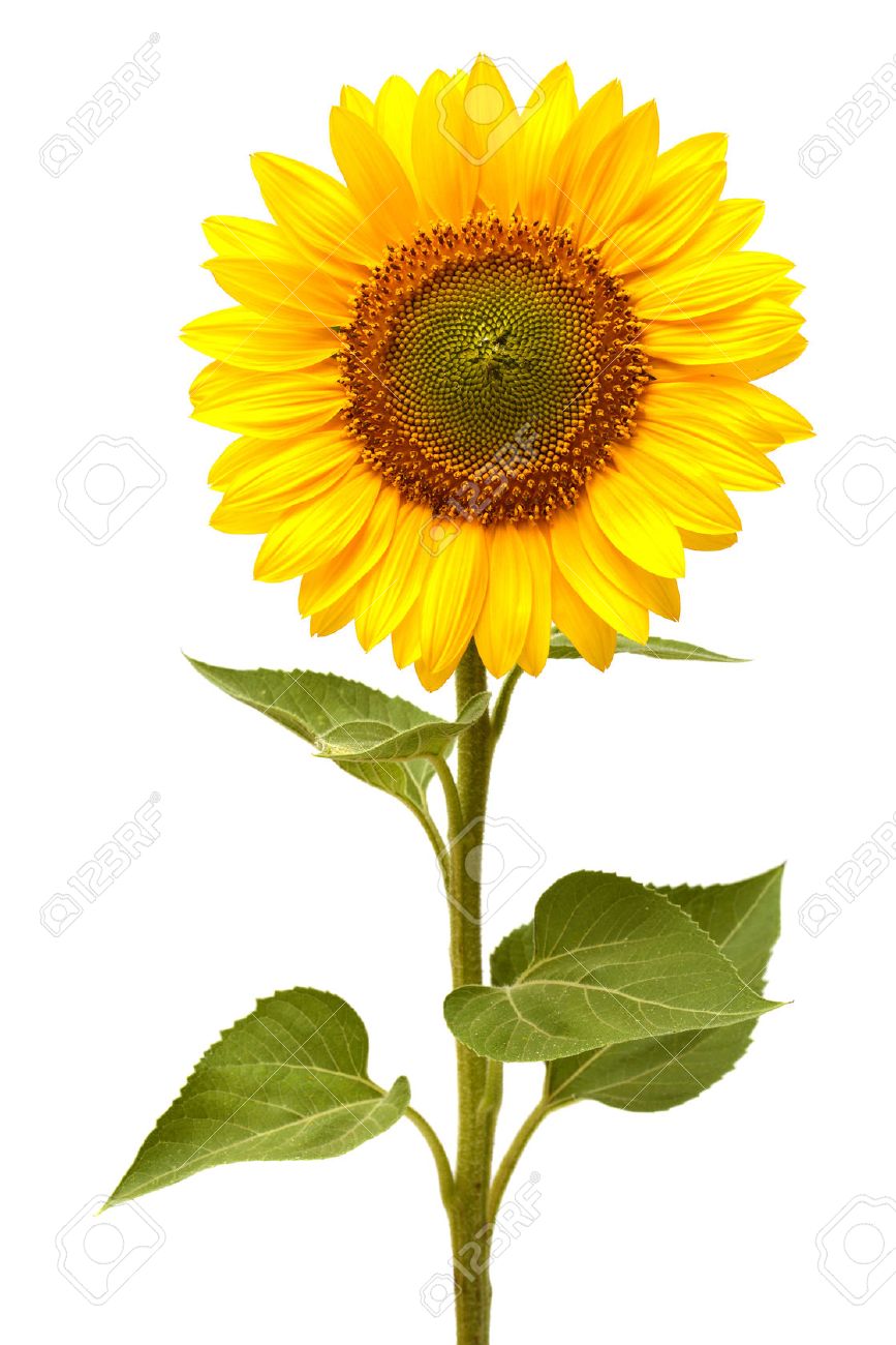 sunflower isolated on white