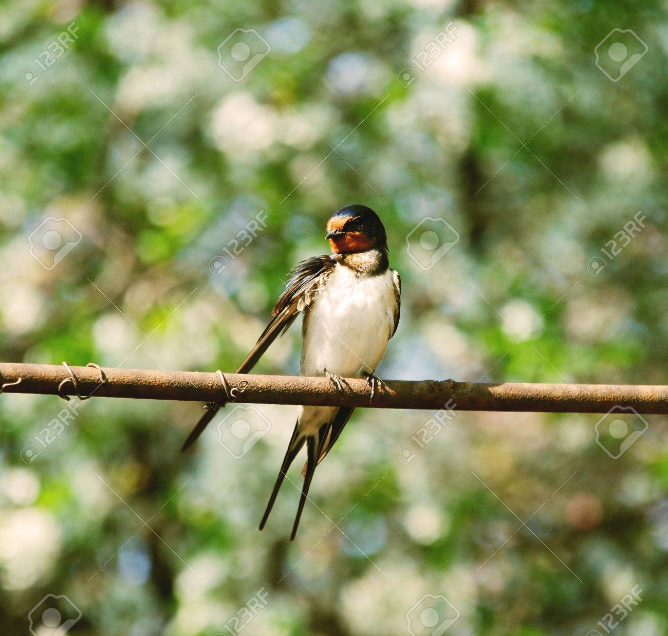 etiam-dictum-ipsum-a-felis