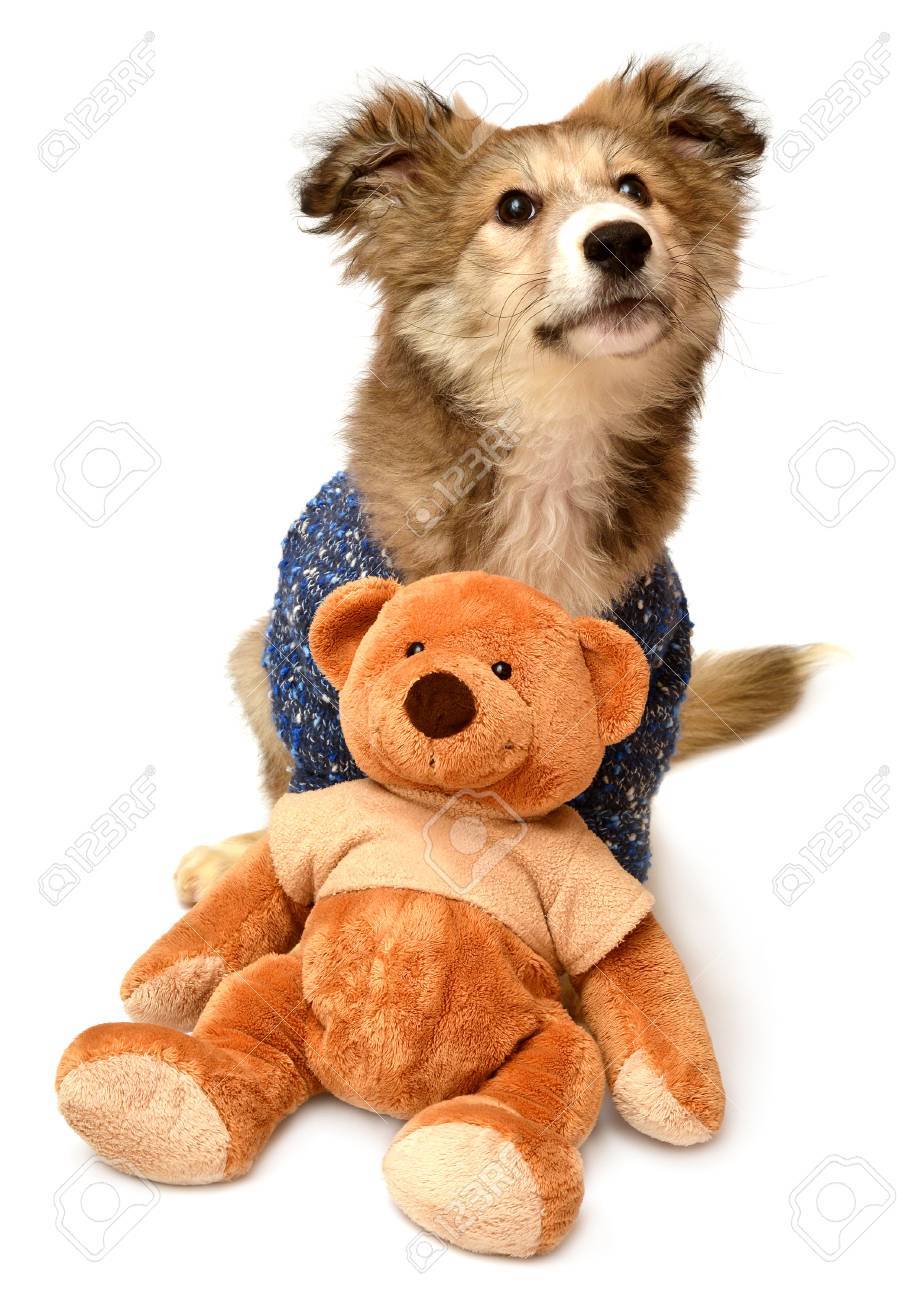 dog and teddy bear