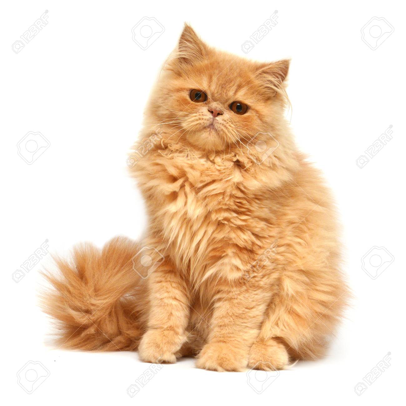 red and white persian cat