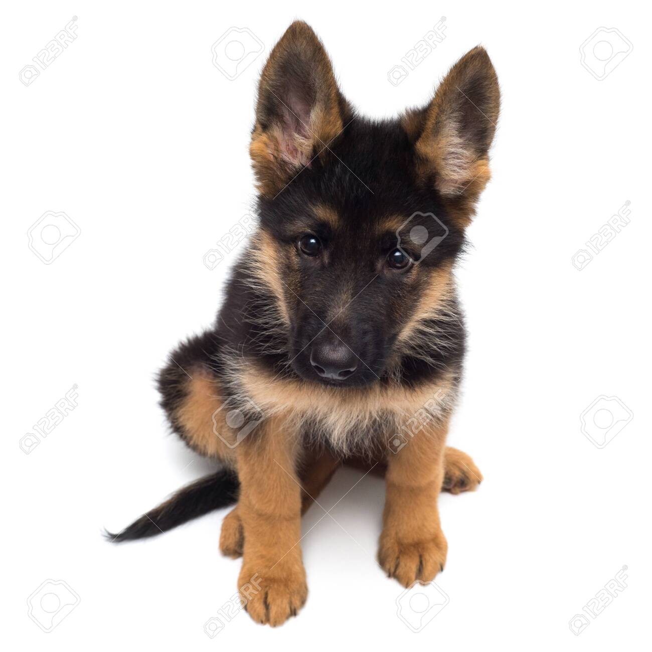 plush black german shepherd