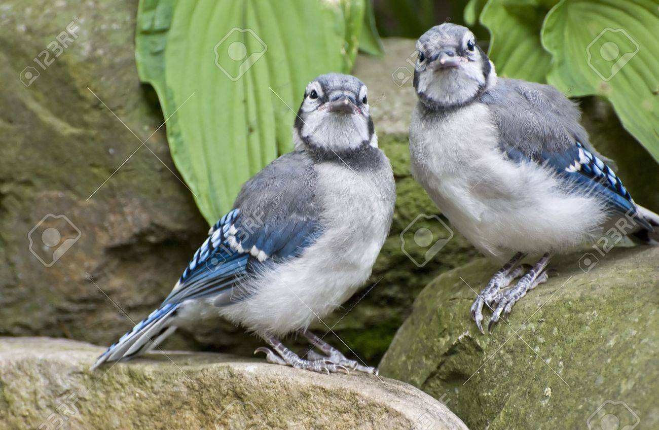 お取り寄せ トロント アオカケス ブルージェイ Jay ステンドグラス Blue 置物