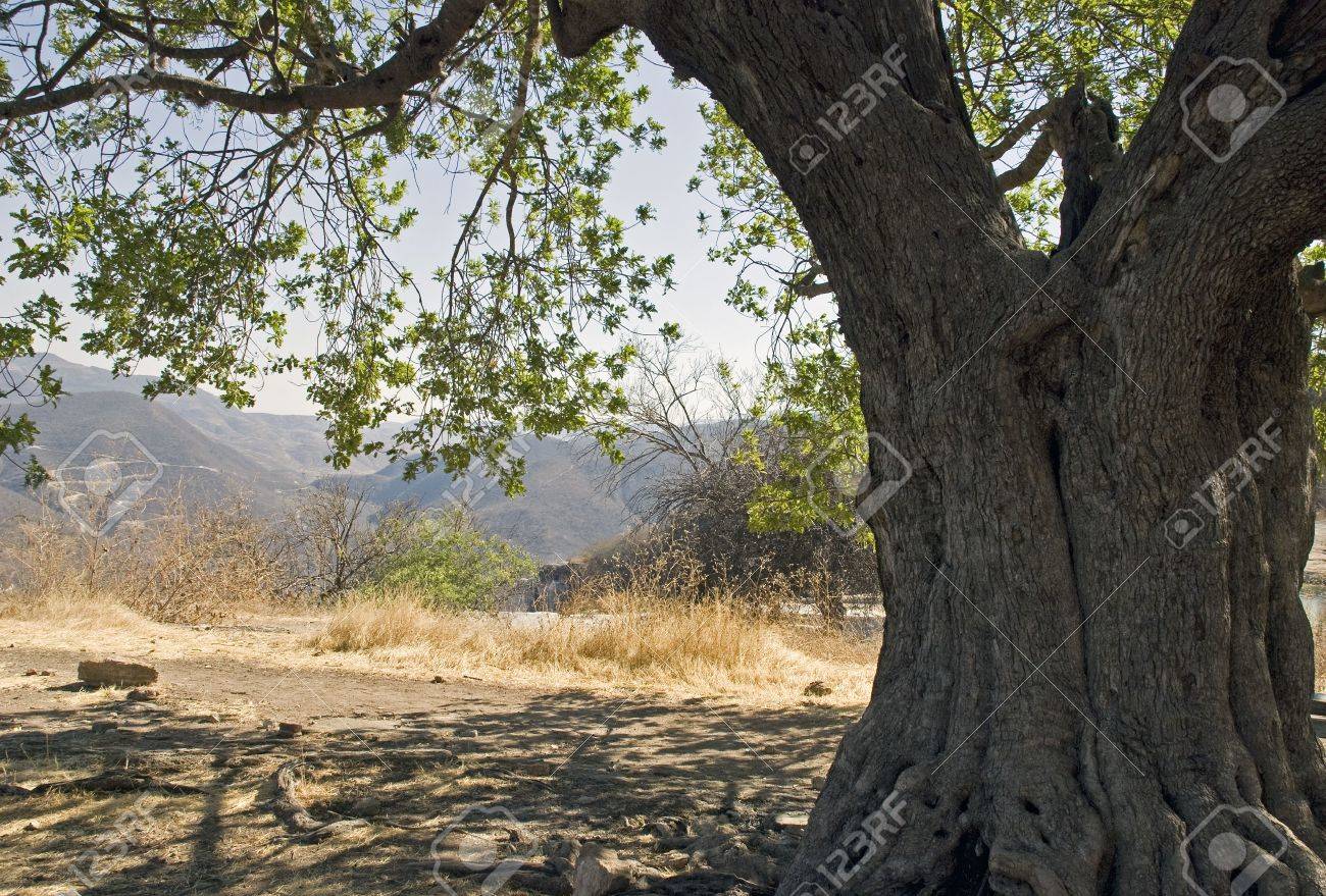 オアハカ メキシコ シエラマドレ山脈の地域の古い日陰の木 の写真素材 画像素材 Image