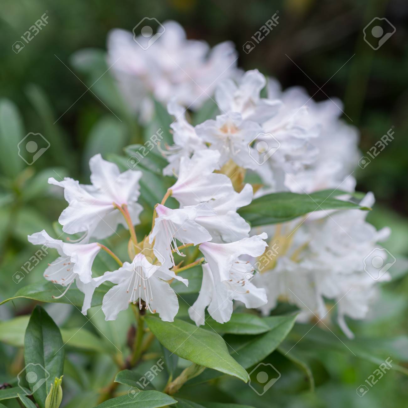 白い花シャクナゲ の写真素材 画像素材 Image