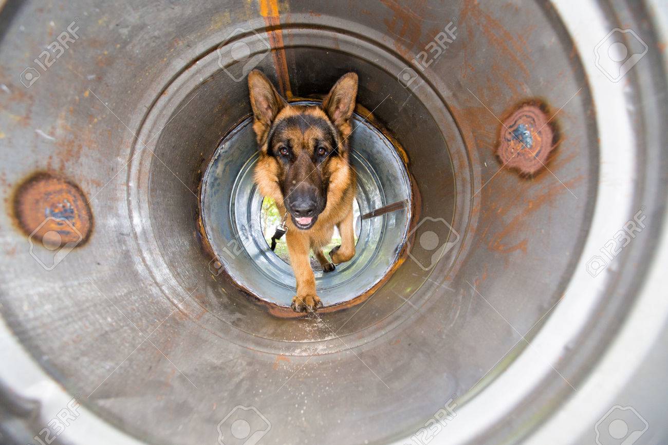 Immagini Stock Un Cane Poliziotto Pastore Tedesco Eseguendo La
