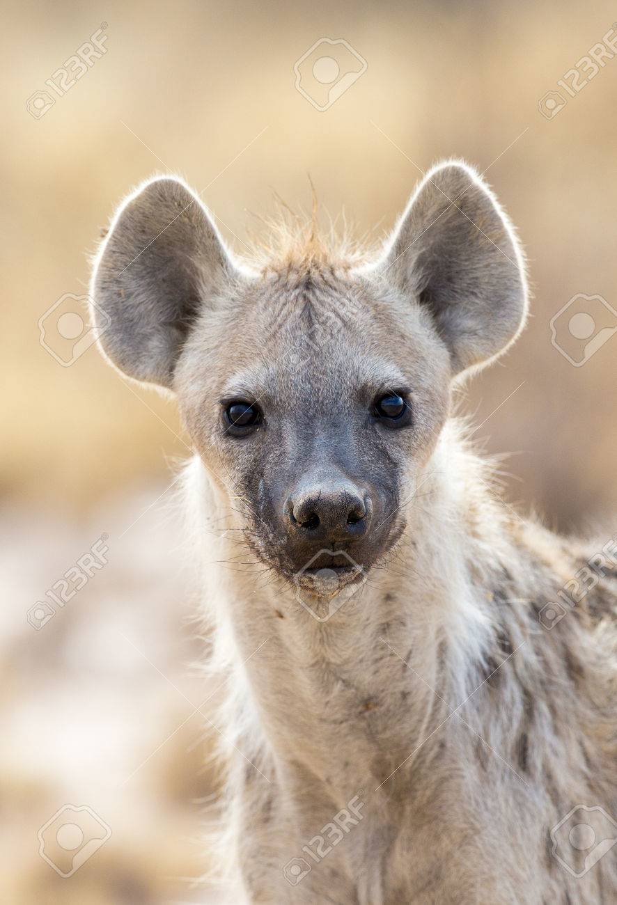 Portrait Head Shot Of A Spotted Hyena Looking At You Stock Photo Picture And Royalty Free Image Image Portrait Head Shot Of A Spotted Hyena Looking At You Stock Photo Picture And Royalty Free Image Image