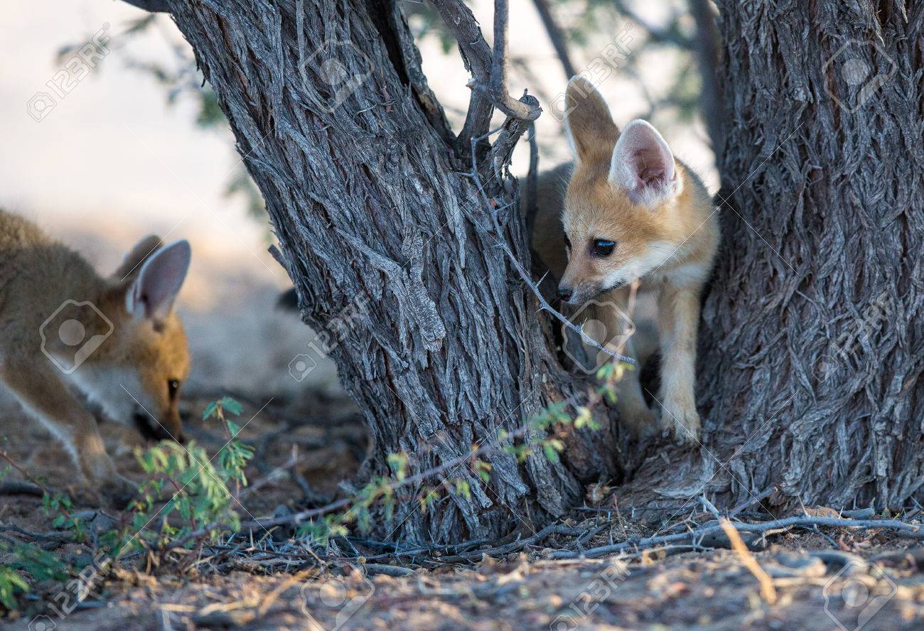 Deux Renards Bebe Cap Mignon Explorer Autour D Un Arbre De Camelthorn Dans Le Desert Du Kgalagadi Banque D Images Et Photos Libres De Droits Image