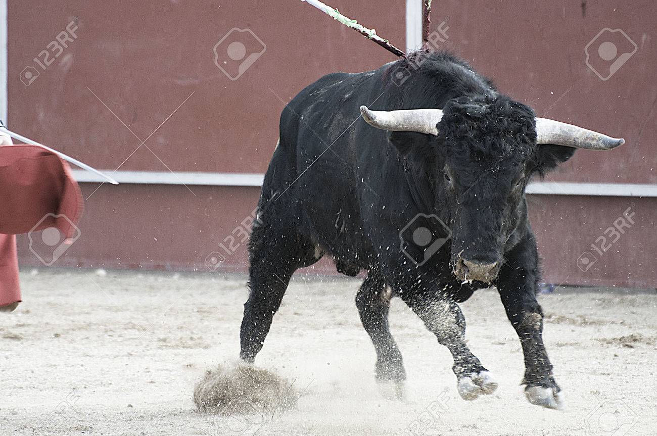 Imagen sobre lienzo luchas toro imagen desde España negro toro cwr-1k