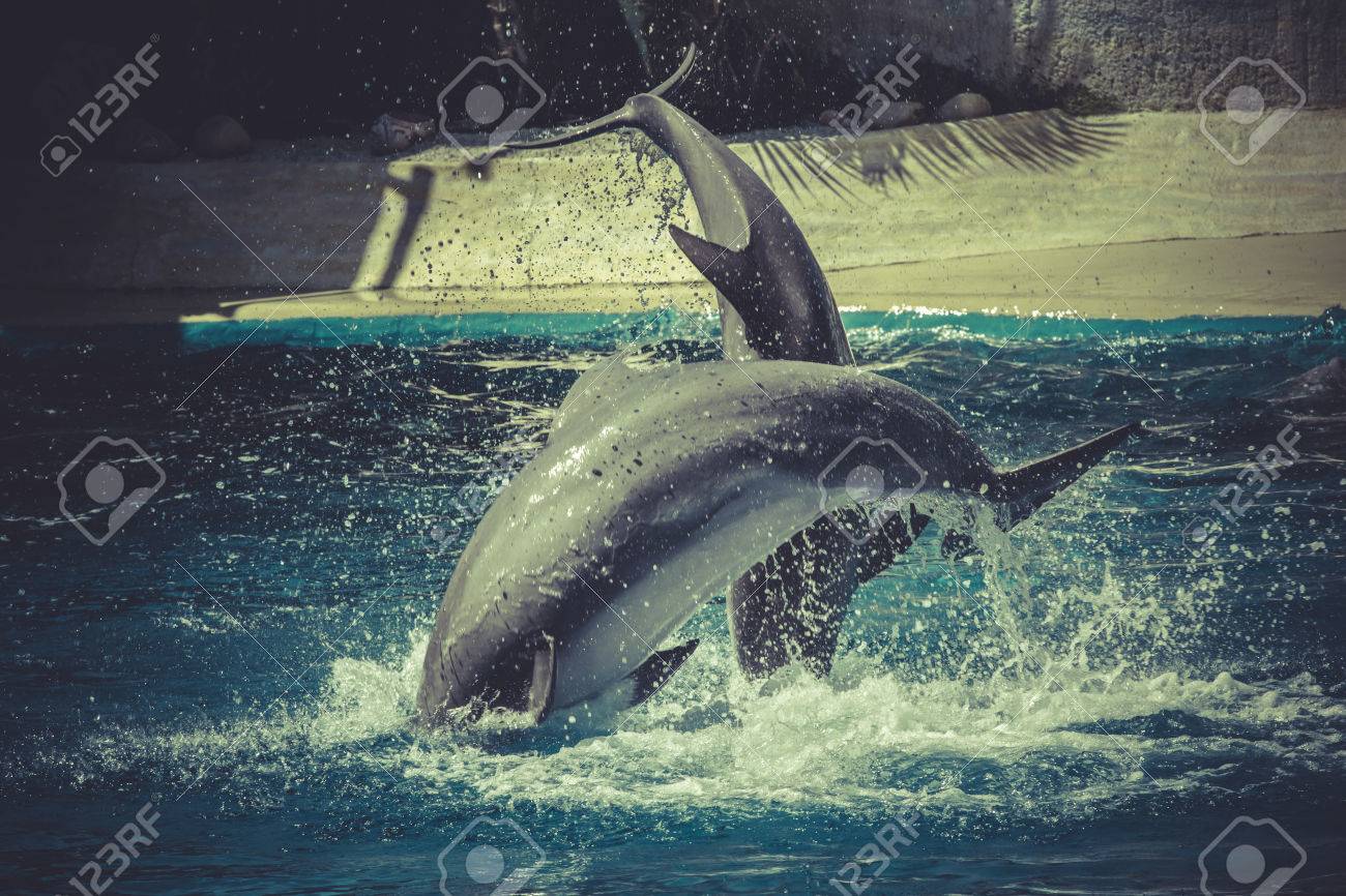 サーフィン イルカは海の水の中からジャンプします の写真素材 画像素材 Image サーフィン イルカは海の水の中からジャンプします の写真素材 画像素材 Image