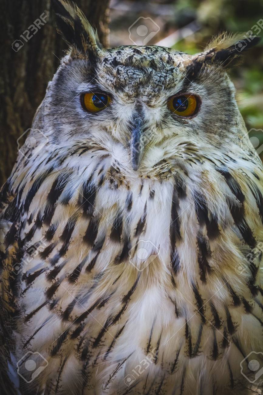 強烈な目と美しい羽を持つ美しいフクロウ の写真素材 画像素材 Image 強烈な目と美しい羽を持つ美しいフクロウ の写真素材 画像素材 Image