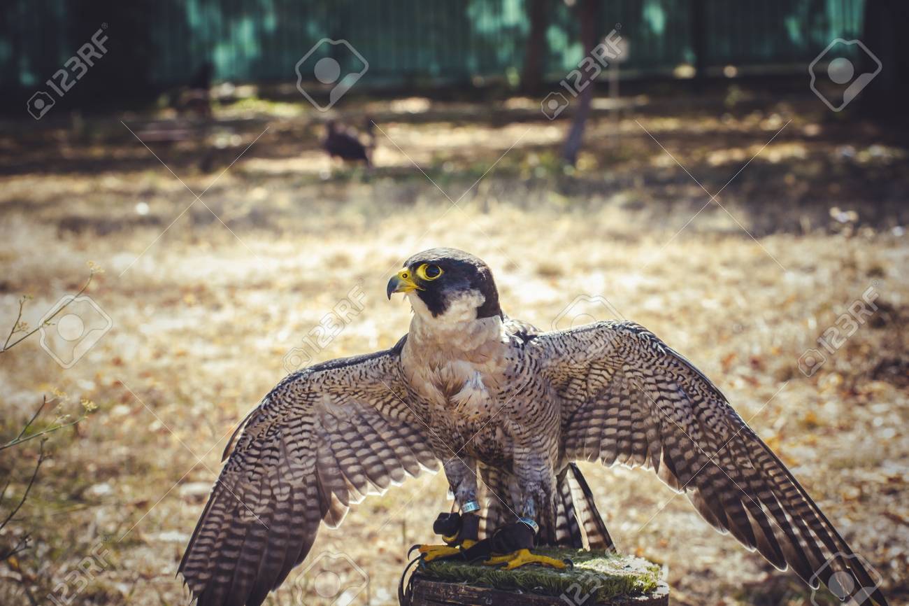 Falco Pellegrino Con Le Ali Aperte Uccello Di Alta Velocità