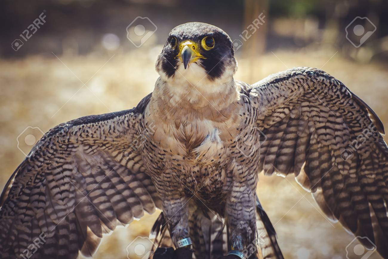 Falco Pellegrino Con Le Ali Aperte Uccello Di Alta Velocità