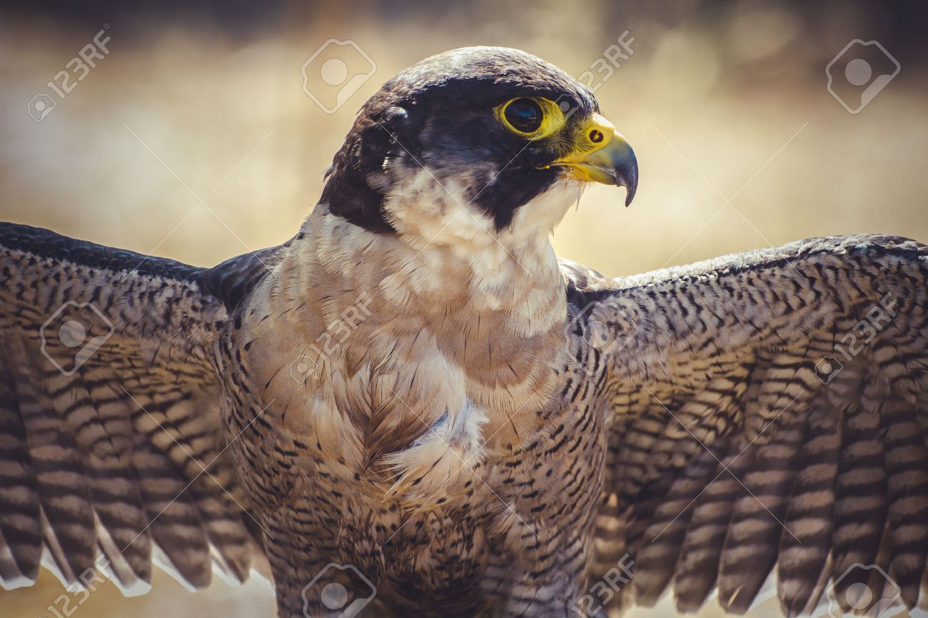 peregrine falcon with open wings , bird of high speed - 31352862 peregrine falcon with open wings , bird of high speed - 31352862