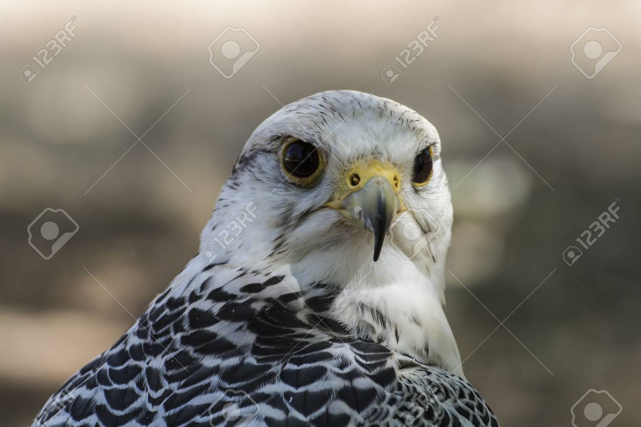 黒と灰色の羽毛を持つ美しい白い鷹 の写真素材 画像素材 Image