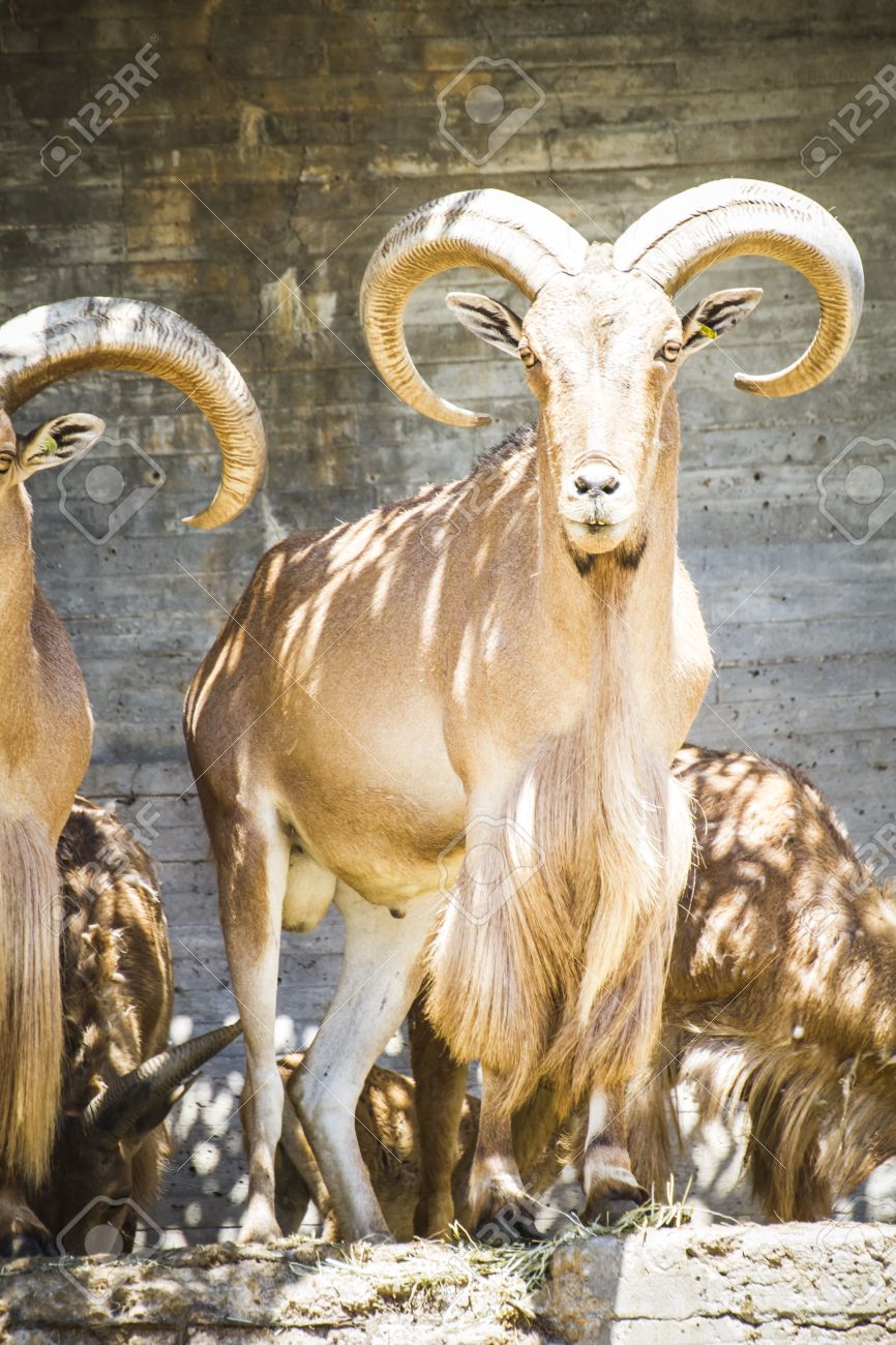 ハント スペイン アイベックス 典型的な動物の美しいグループ の写真素材 画像素材 Image