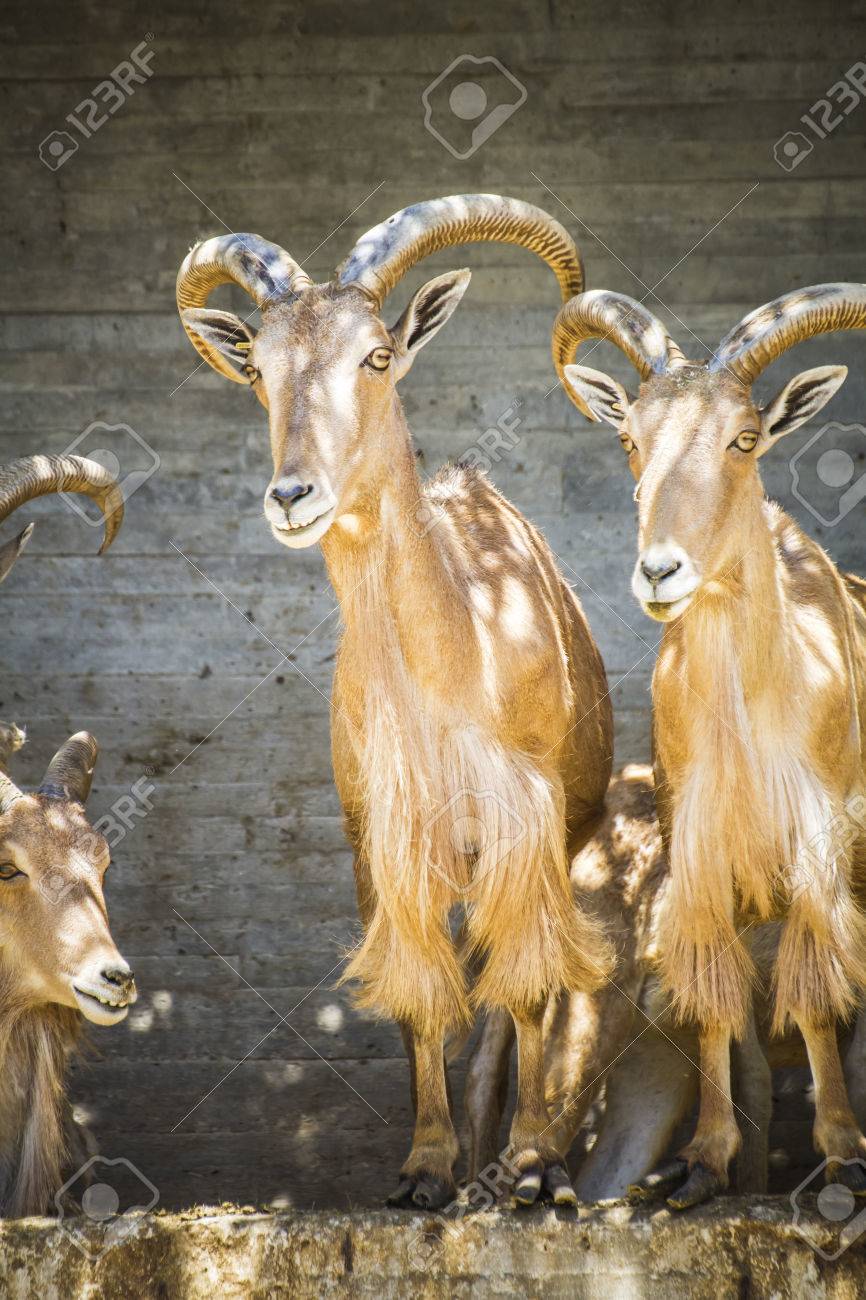 角 美しいスペイン アイベックス 典型的な動物群 の写真素材 画像素材 Image