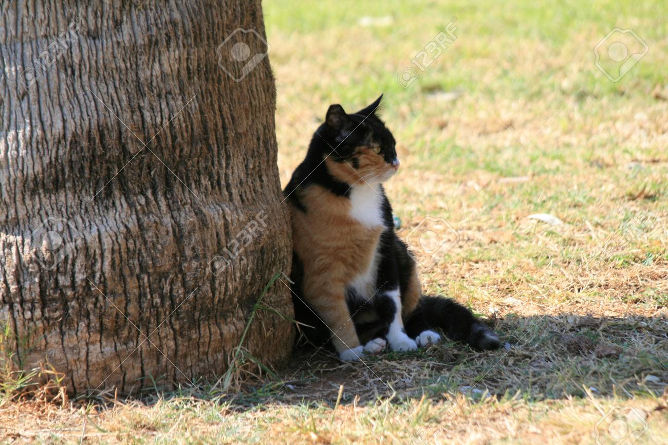 https://previews.123rf.com/images/ovdonchuk/ovdonchuk1811/ovdonchuk181100046/111495966-cat-sitting-in-the-shade-of-a-tree.jpg