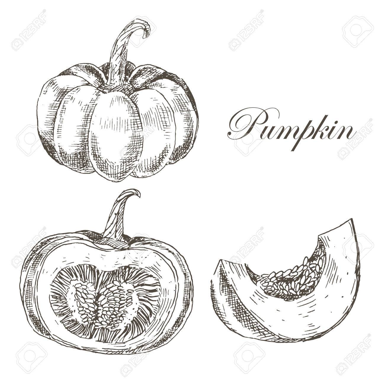 Vector Pumpkin Hand Drawn Ink And Pencil Drawing Seasonal Autumn