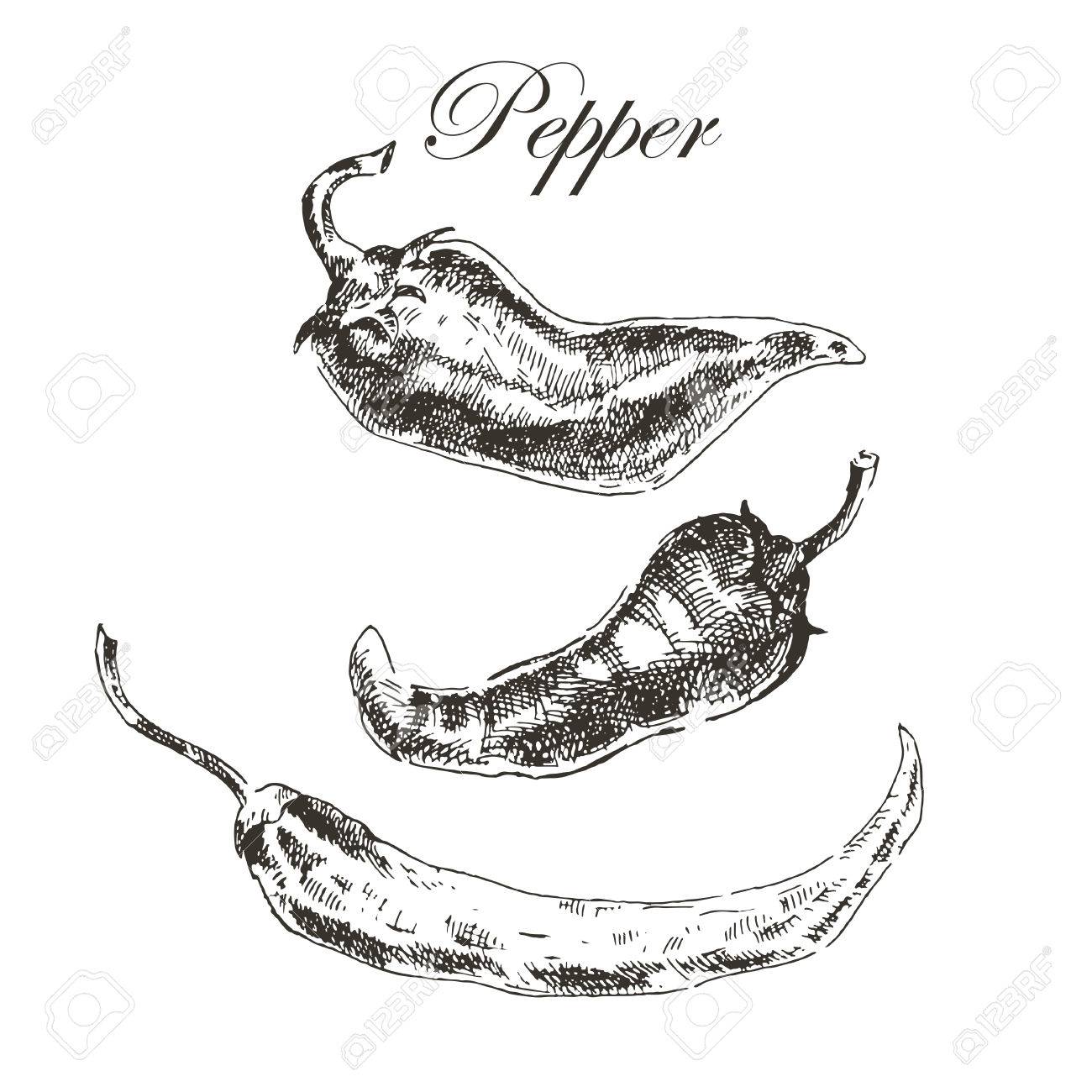 ベクトル手描き唐辛子スケッチ セット インクと鉛筆のレトロなヴィンテージ植物イラスト のイラスト素材 ベクタ Image