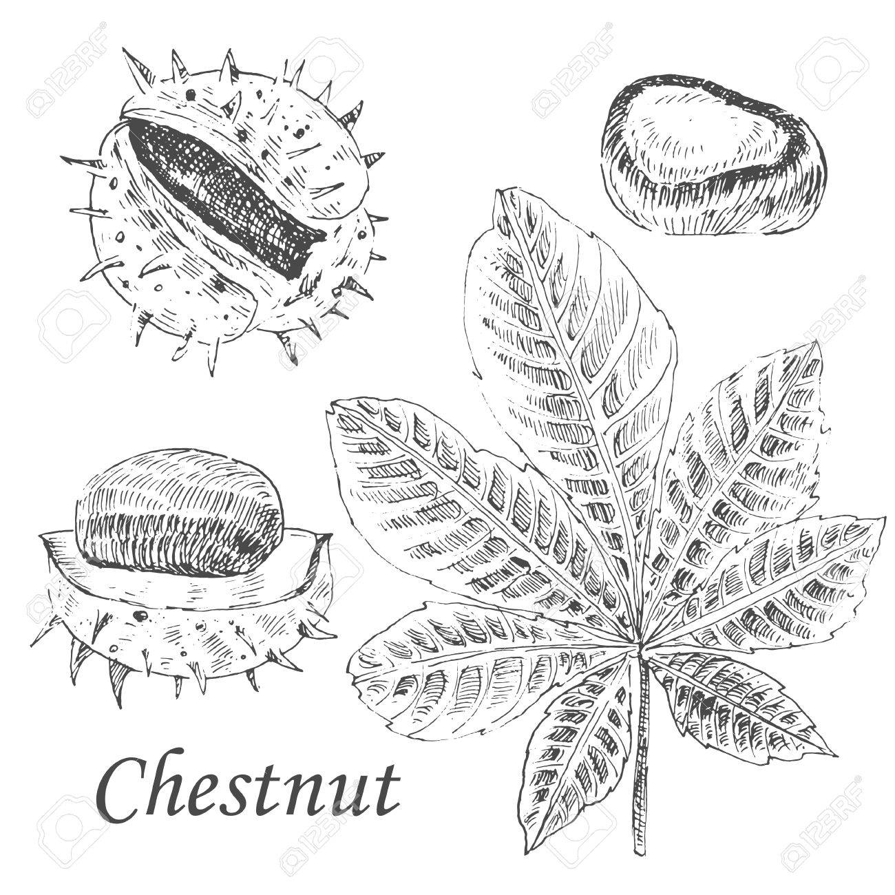 ベクトル栗と葉は 白い背景の上のセットをスケッチします 詳細なレトロな秋植物イラストのイラスト素材 ベクタ Image ベクトル栗と葉は 白い背景の上のセットをスケッチします 詳細なレトロな秋植物イラストのイラスト素材 ベクタ Image