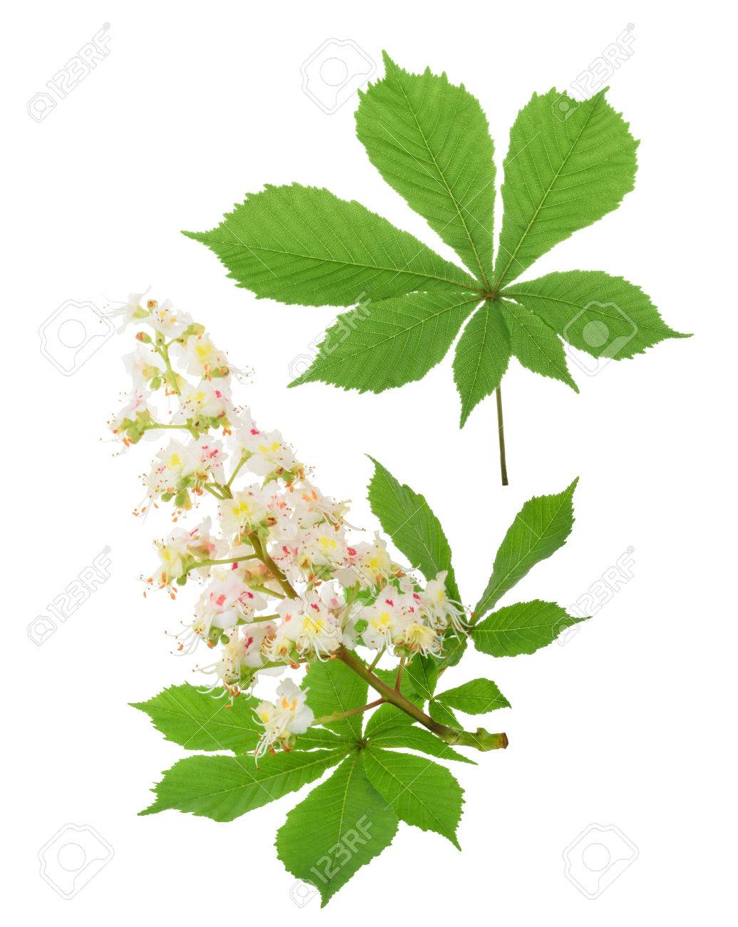 マロニエ セイヨウトチノキ マロニエ トチの実の木 花を分離しました 影なし の写真素材 画像素材 Image