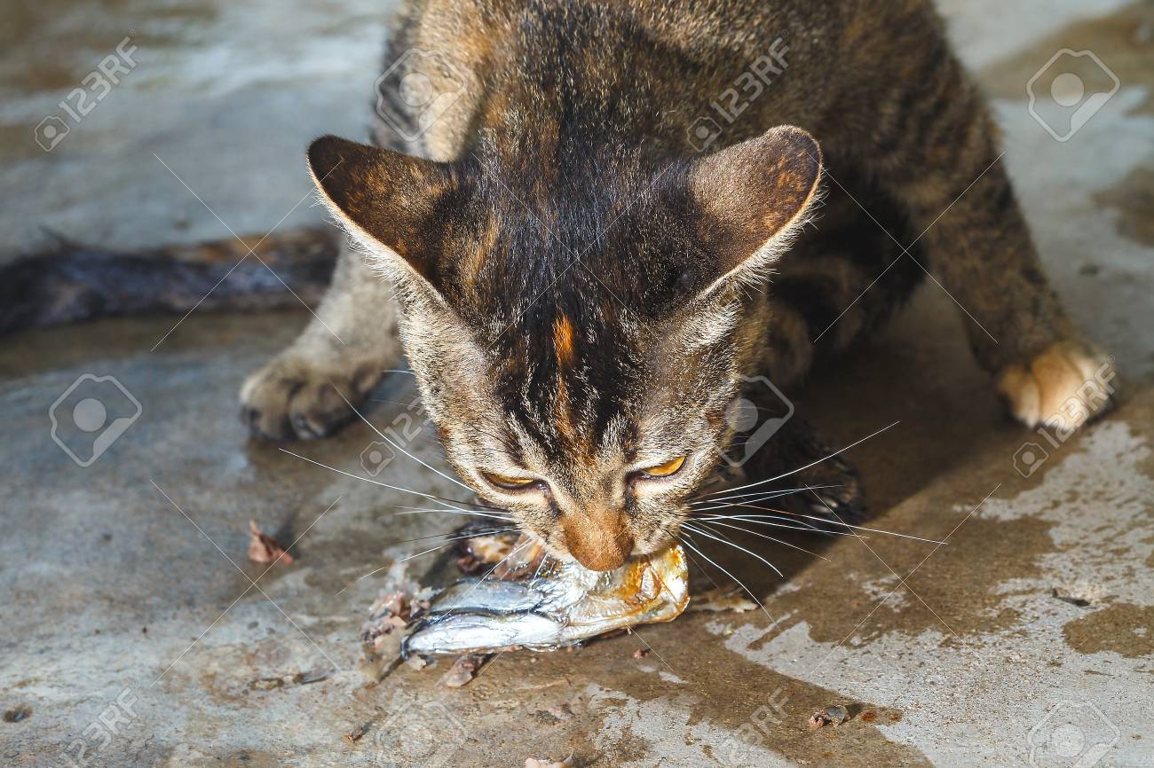 fish good for cats