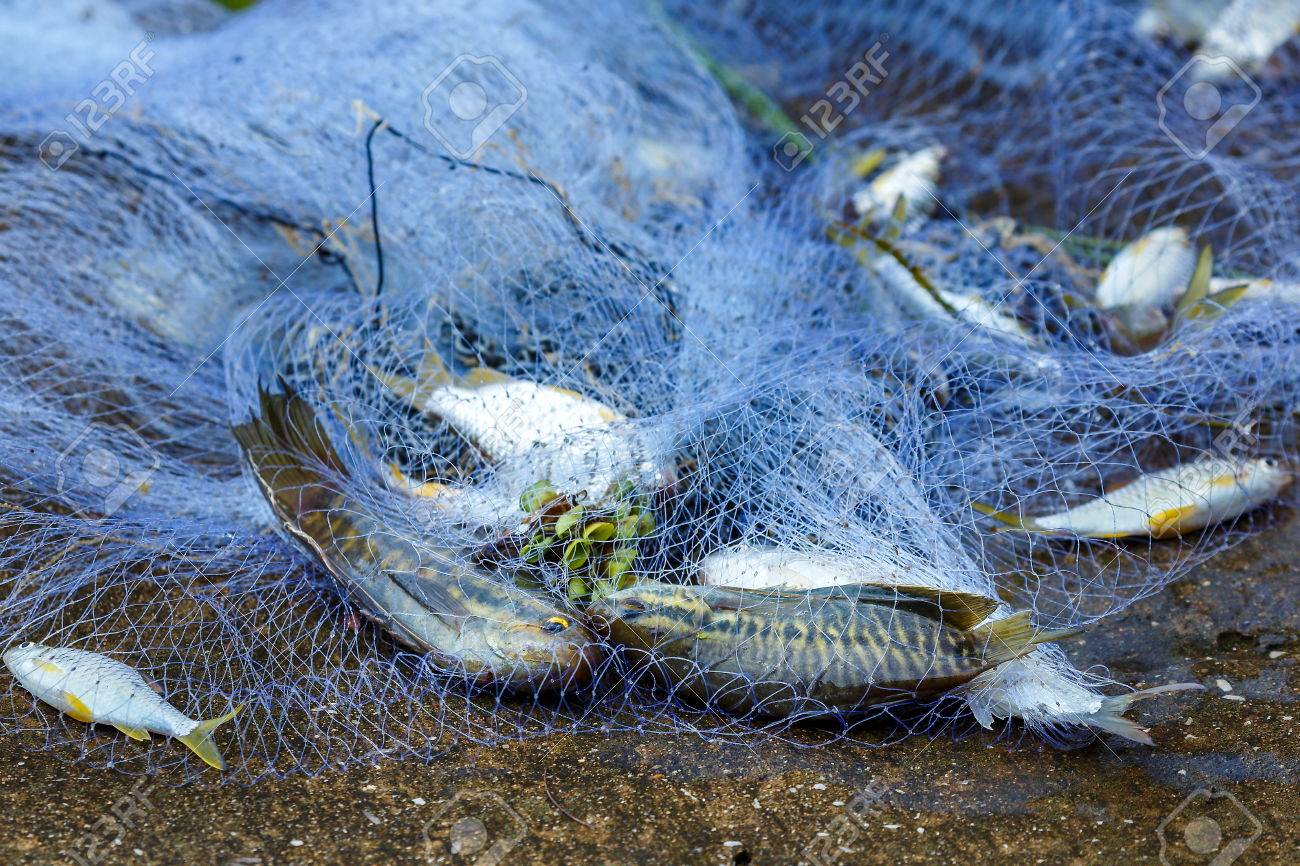 Net では 魚釣り網 の写真素材 画像素材 Image Net では 魚釣り網 の写真素材 画像素材 Image