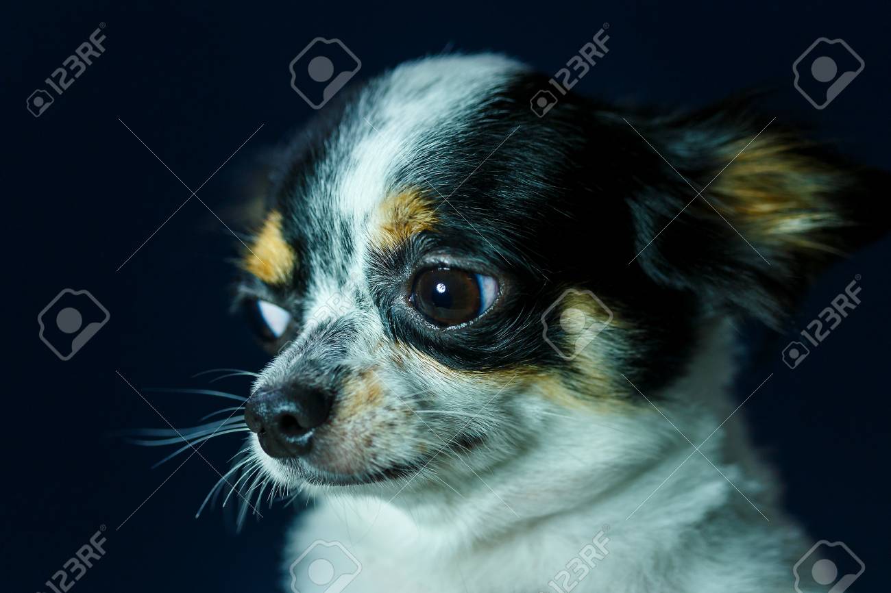 チワワ かわいい 犬 の写真素材 画像素材 Image チワワ かわいい 犬 の写真素材 画像素材 Image