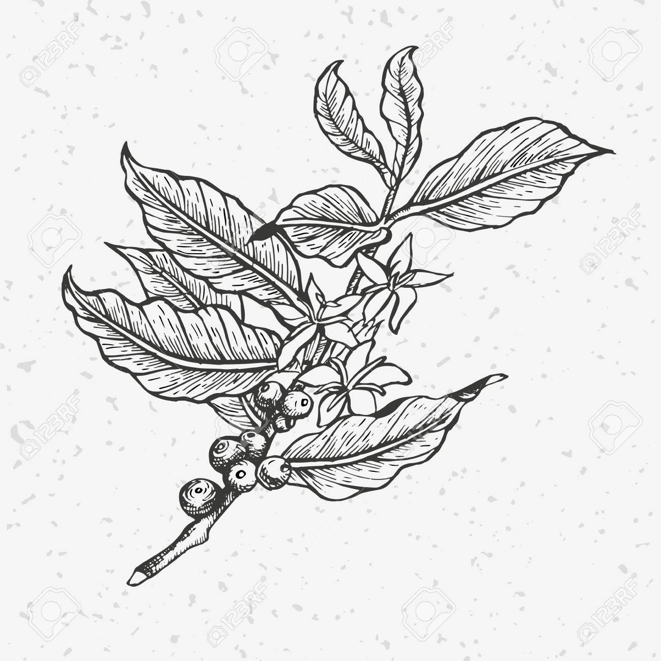コーヒーの木のイラストです のイラスト素材 ベクタ Image
