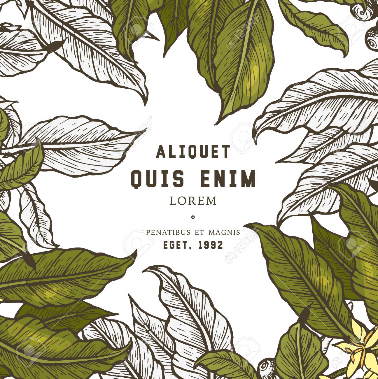 Coffee Tree Illustration Stock Photo Picture And Royalty Free Image Image