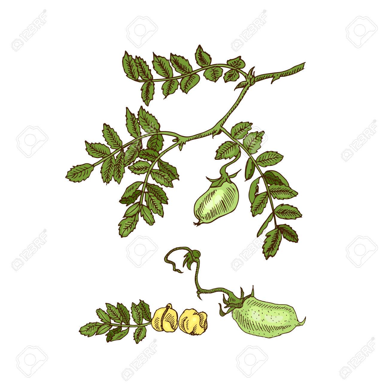 手描きのスケッチ大豆 ひよこ豆 豆 レンズ豆植物 ベクトルの図 のイラスト素材 ベクタ Image