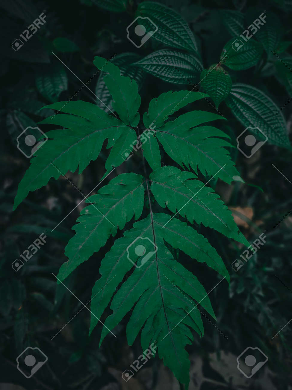 etiam-dictum-ipsum-a-felis