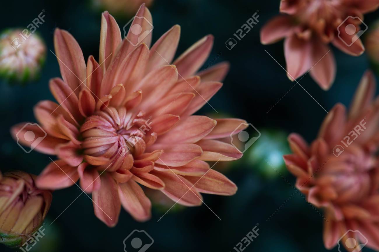 etiam-dictum-ipsum-a-felis