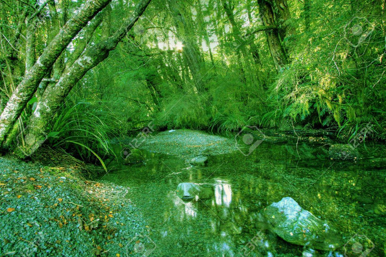 green rainforest background in new zealand wilderness stock photo