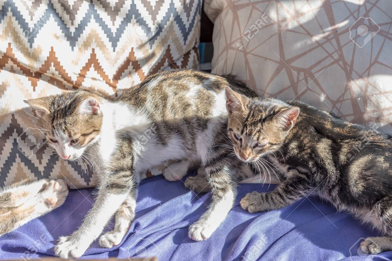 ママ猫と子猫はソファで一緒に遊びます 小さな子猫を抱きしめる母猫 猫は灰色でふわふわです 猫の家族 の写真素材 画像素材 Image ママ猫と子猫はソファで一緒に遊びます 小さな子猫を抱きしめる母猫 猫は灰色でふわふわです 猫の家族 の写真素材 画像素材 Image