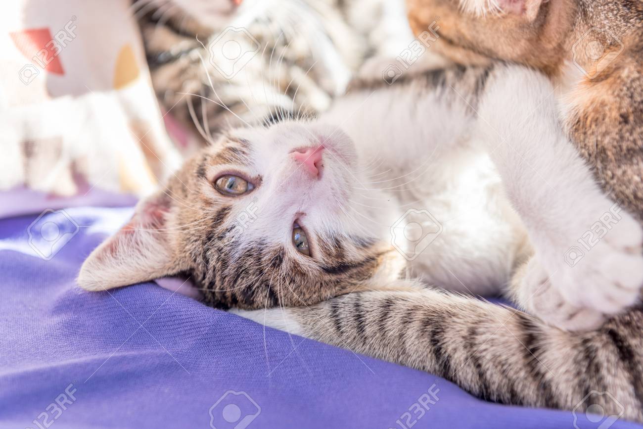 mum cat and kittens
