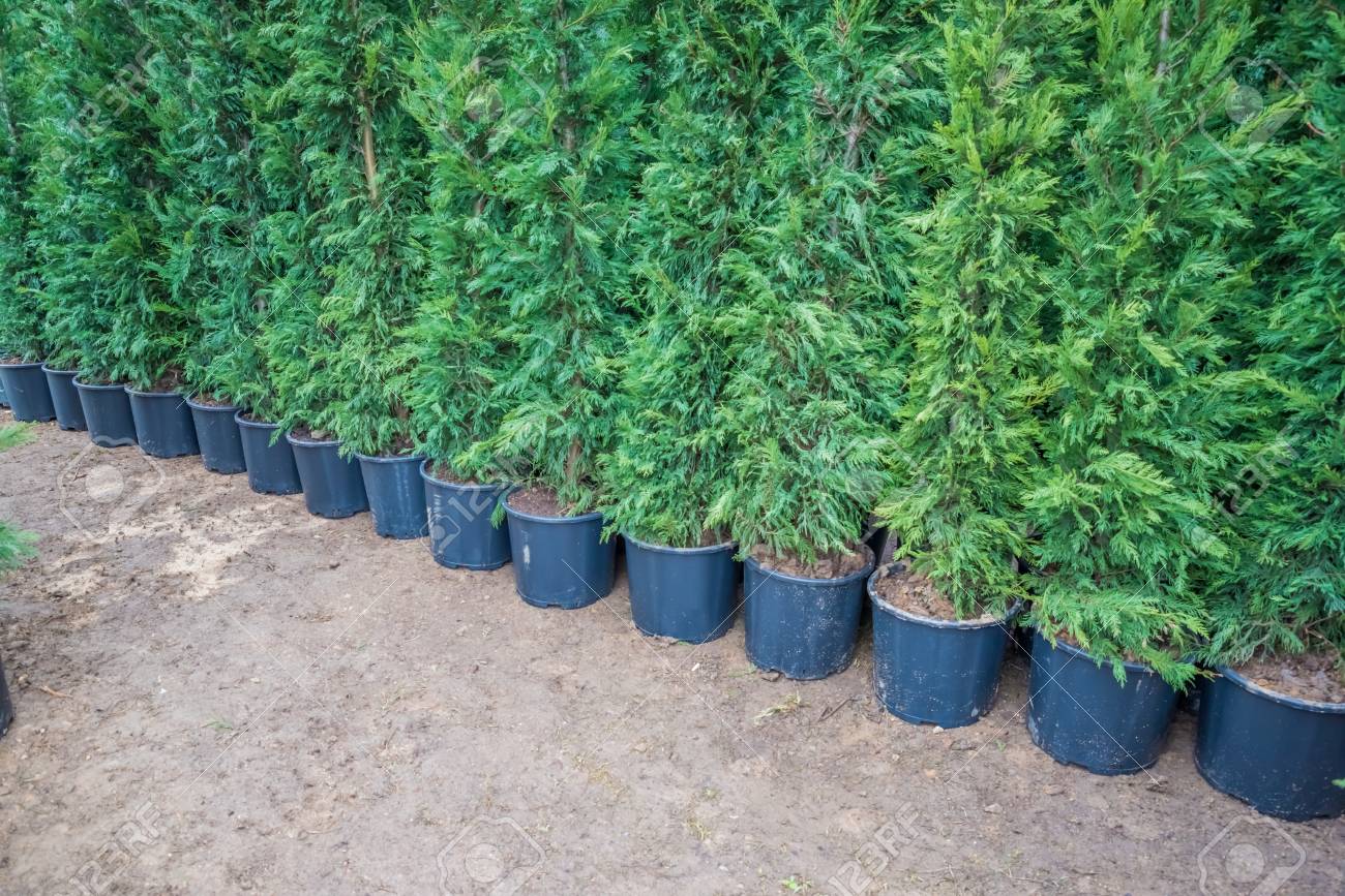 many green hedge of thuja trees or green hedge of the tui trees