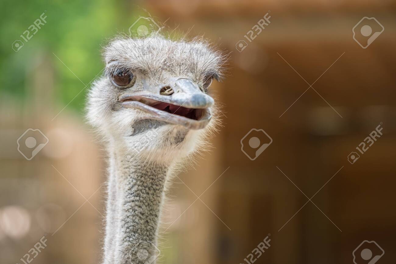 Ostrich Close up portrait with neck, Close up ostrich head against dark background. Struthio camelus. - 123838428 Ostrich Close up portrait with neck, Close up ostrich head against dark background. Struthio camelus. - 123838428