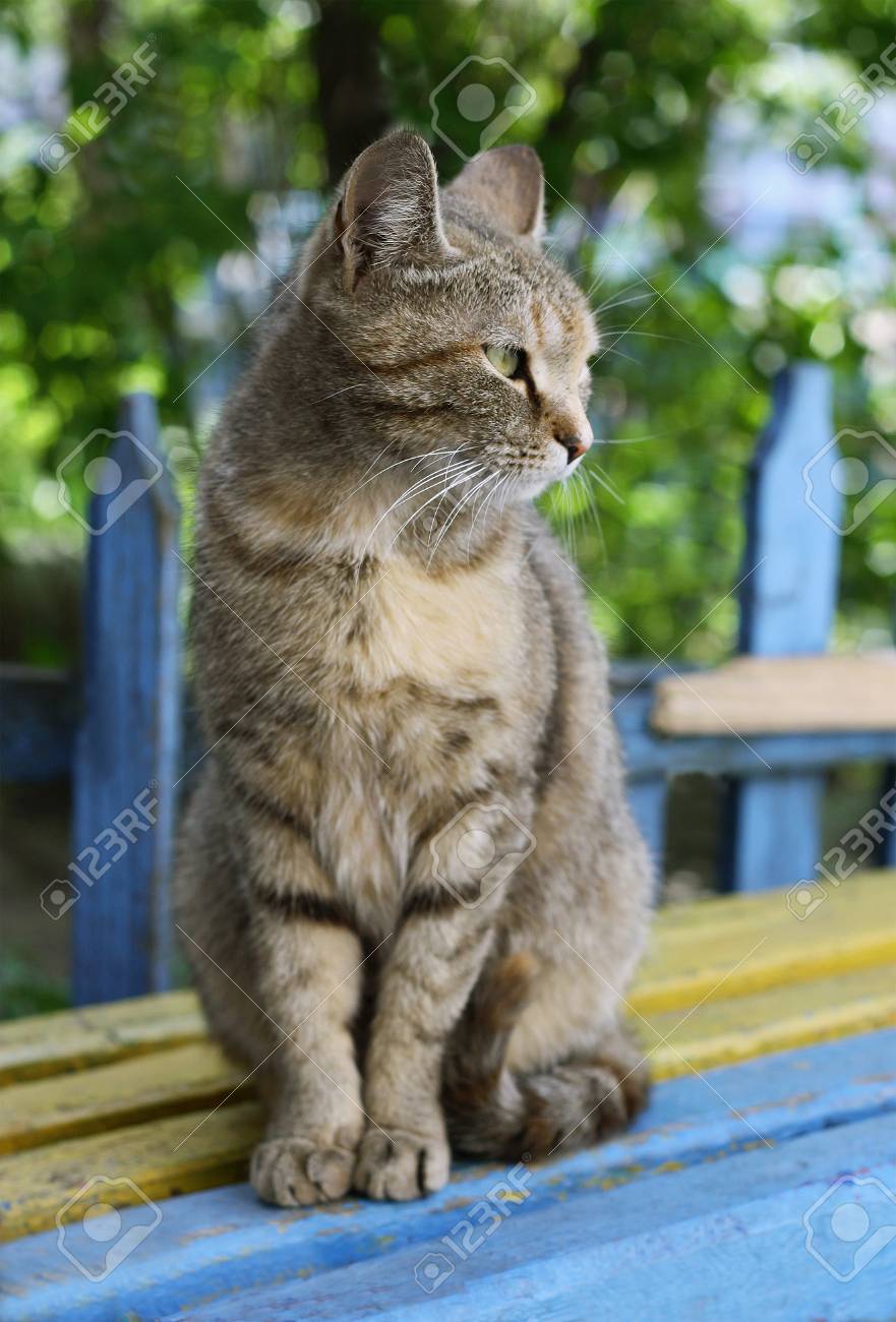 Gris Chat Tigre Assis Sur Un Banc Avec De La Peinture Ecaillee Banque D Images Et Photos Libres De Droits Image