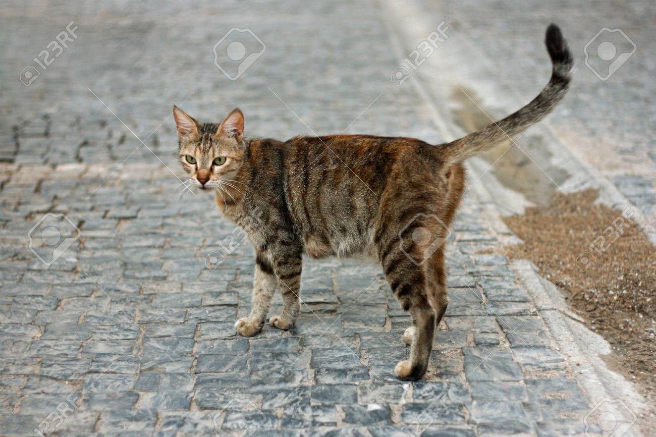 Big Maigre Chat Raye Brun L Animal Se Trouve Sur La Route En Regardant En Arriere Banque D Images Et Photos Libres De Droits Image