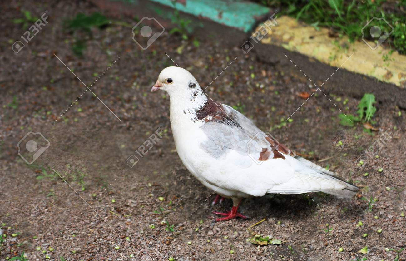 Colombe Colorée Loiseau Se Tient Sur Le Sol Parmi Lherbe Verte