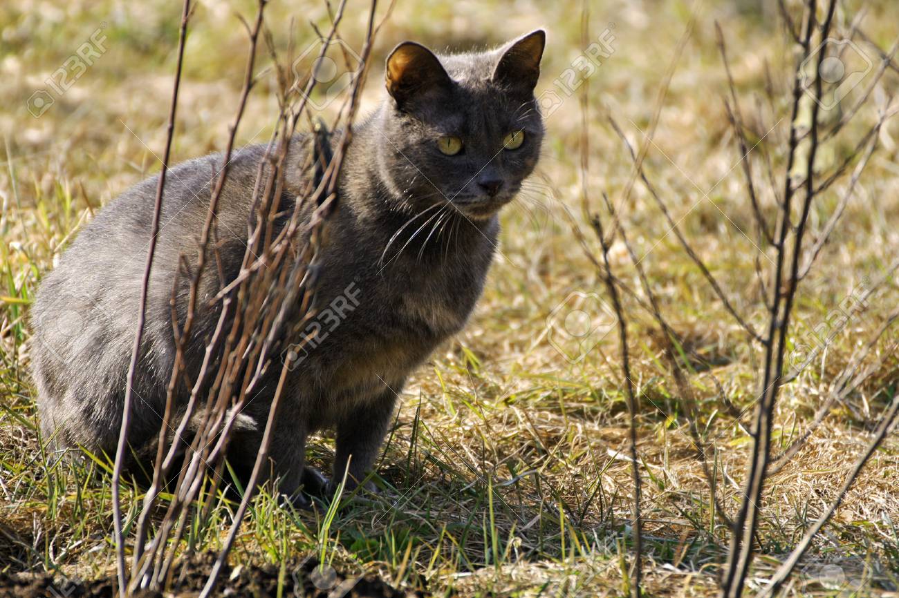 自然の中の猫 狩りに灰色の猫 動物は 木の枝や草の間に隠れていた の写真素材 画像素材 Image 7426