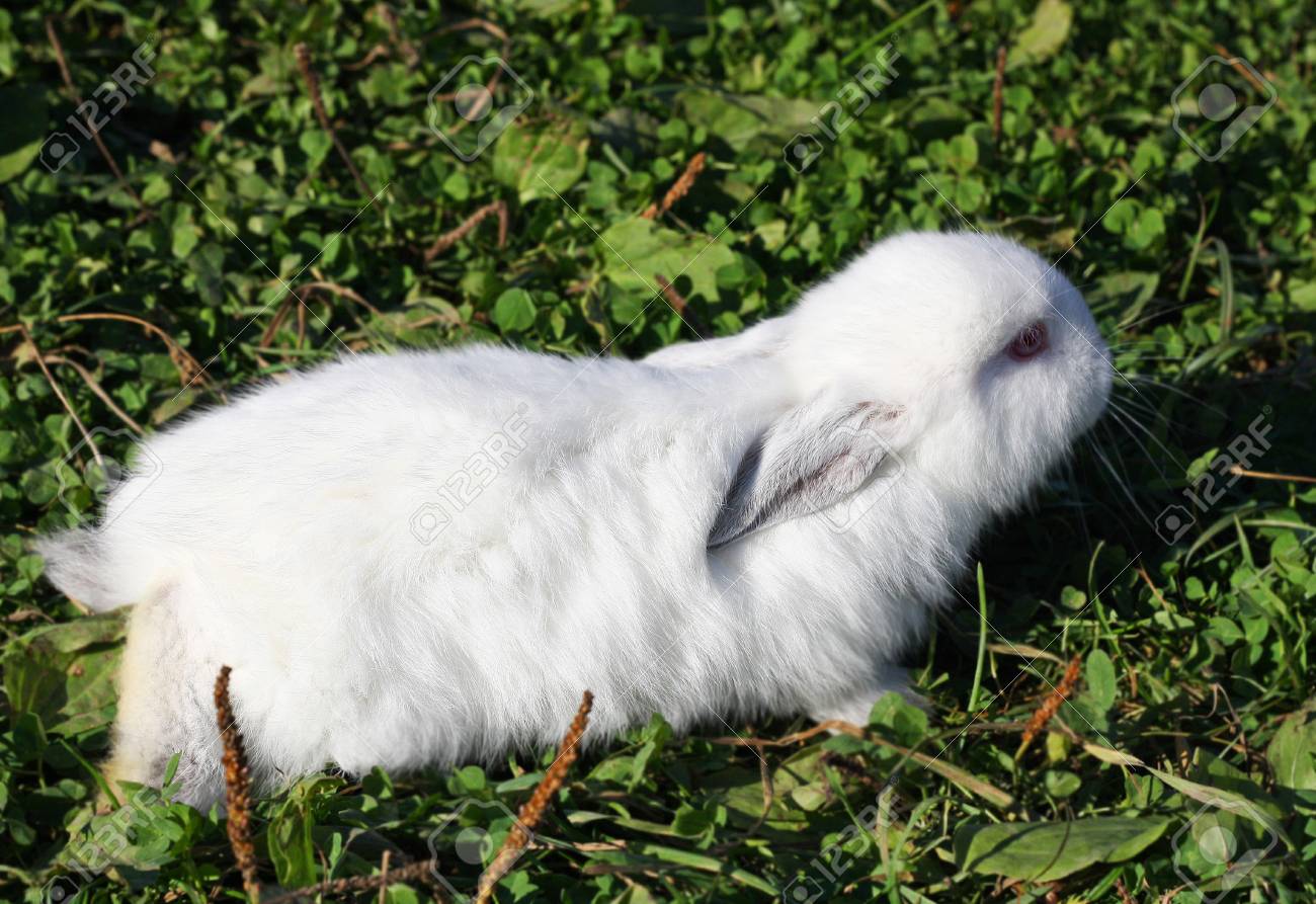 黒耳と黒い鼻白ウサギ ファームで飼育された純血種のウサギ 小さなウサギの低緑の草の中で座っています の写真素材 画像素材 Image 黒耳と黒い鼻白ウサギ ファームで飼育された純血種のウサギ 小さなウサギの低緑の草の中で座っています の写真素材 画像素材 Image