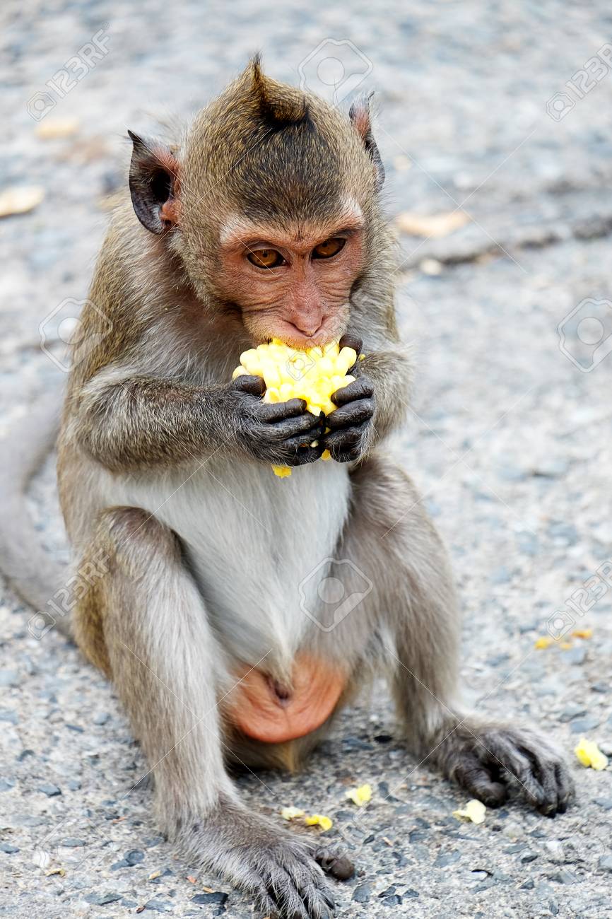 かわいいサルは タイの自然林 野生動物の Fruit Soft フォーカスを食べる赤ちゃん猿に住んでいます の写真素材 画像素材 Image