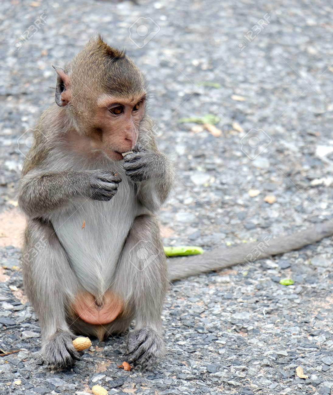 かわいいサルは タイの自然林 野生動物の Fruit Soft フォーカスを食べる赤ちゃん猿に住んでいます の写真素材 画像素材 Image
